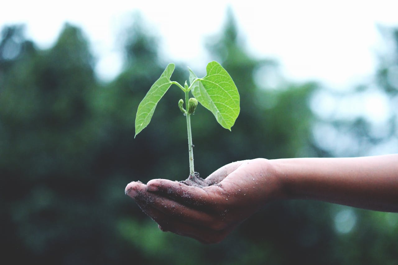 heros-img A young sapling held in hands symbolizes growth and sustainability.