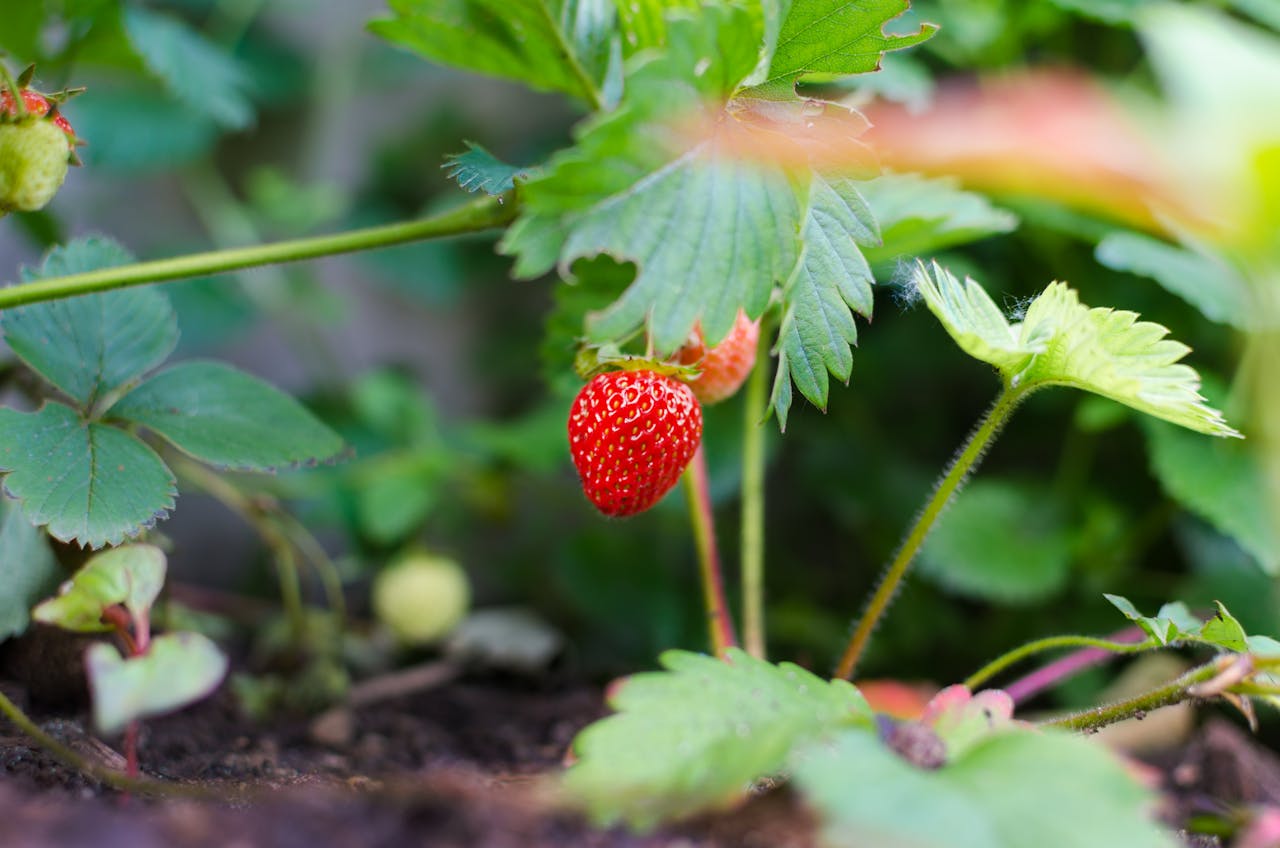 about-us Close-up of a ripe strawberry growing in a garden, showcasing natural freshness.